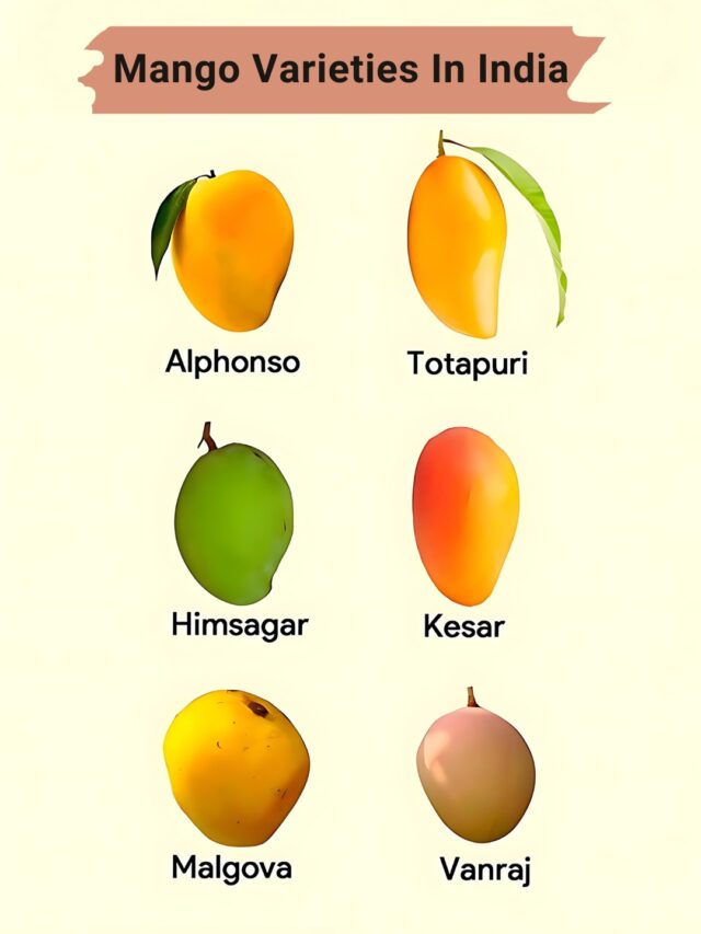 Mangoes Varieties & their Famous Cities: A Sweet Slice of Indian Summers🥭🍋🍹